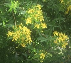 Hypericum canariense