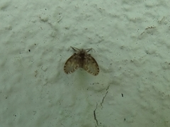 Clogmia albipunctata