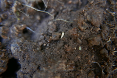 Proatelurina pseudolepisma