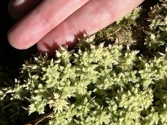 Sphagnum strictum