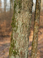 Torminalis glaberrima