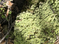 Sphagnum strictum