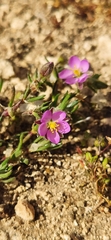 Spergularia bocconei