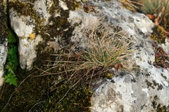Festuca pallens