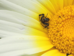 Synema globosum