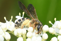 Halictus parallelus