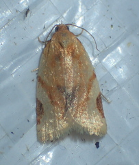 Paramesia gnomana