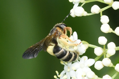 Halictus parallelus