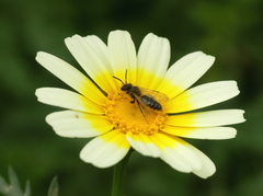 Andrena