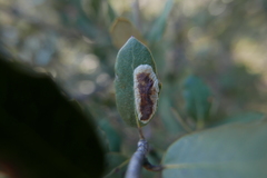 Phyllonorycter belotella