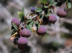 Berberis microphylla