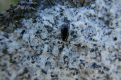 Loboptera