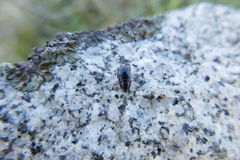 Loboptera