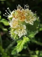 Phacelia malvifolia