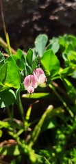 Lotus conimbricensis