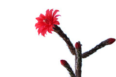 Peniocereus viperinus