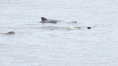 Cephalorhynchus eutropia