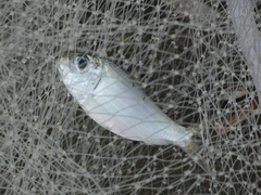 Leiostomus