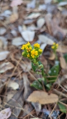 Packera toluccana