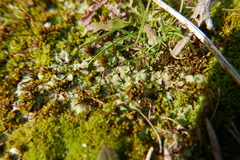 Riccia ciliifera