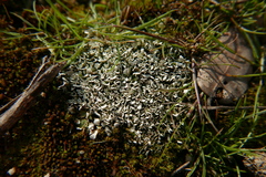 Cladonia foliacea