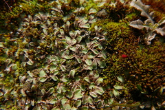 Riccia ciliifera
