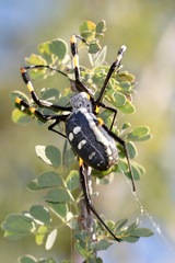 Trichonephila senegalensis