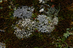 Cladonia foliacea