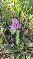 Neotinea tridentata commutata