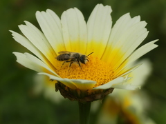 Andrena