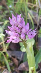 Neotinea tridentata commutata