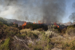 Pseudopentameris caespitosa