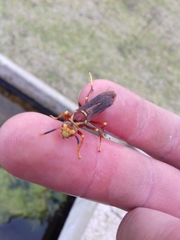 Polistes cavapyta