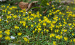Chrysosplenium album flavum
