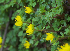 Chrysosplenium album flavum