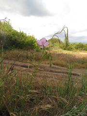 Clarkia dudleyana