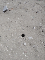 Ammospermophilus leucurus