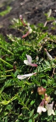 Vicia monantha