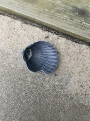 Argopecten irradians concentricus