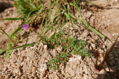 Erodium