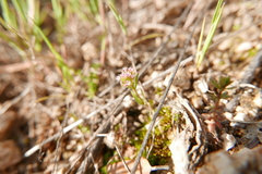 Valerianella coronata