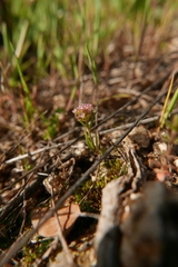 Valerianella coronata