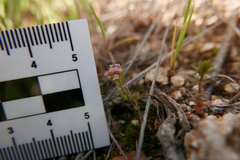 Valerianella coronata