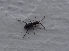 Cyrtosus cyanipennis