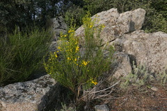 Cytisus