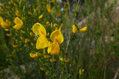 Cytisus