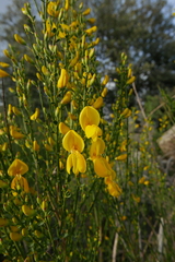 Cytisus