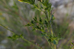 Cytisus