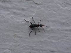 Cyrtosus cyanipennis