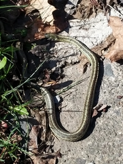 Thamnophis sirtalis sirtalis